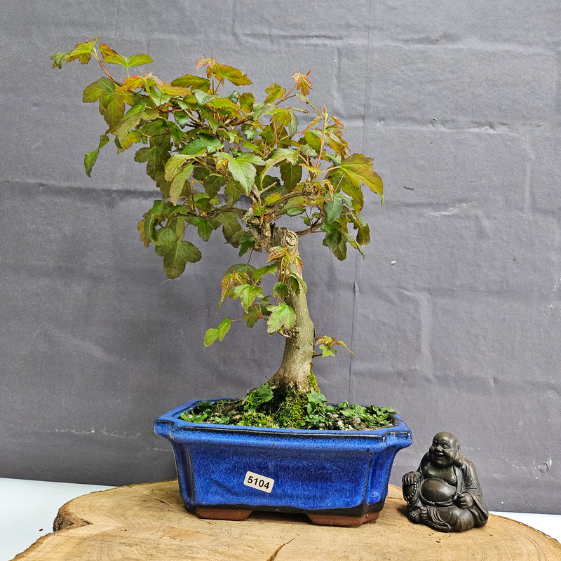 Trident Maple (Acer Buergerianum) Bonsai Tree | Informal Style | In 20cm Pot