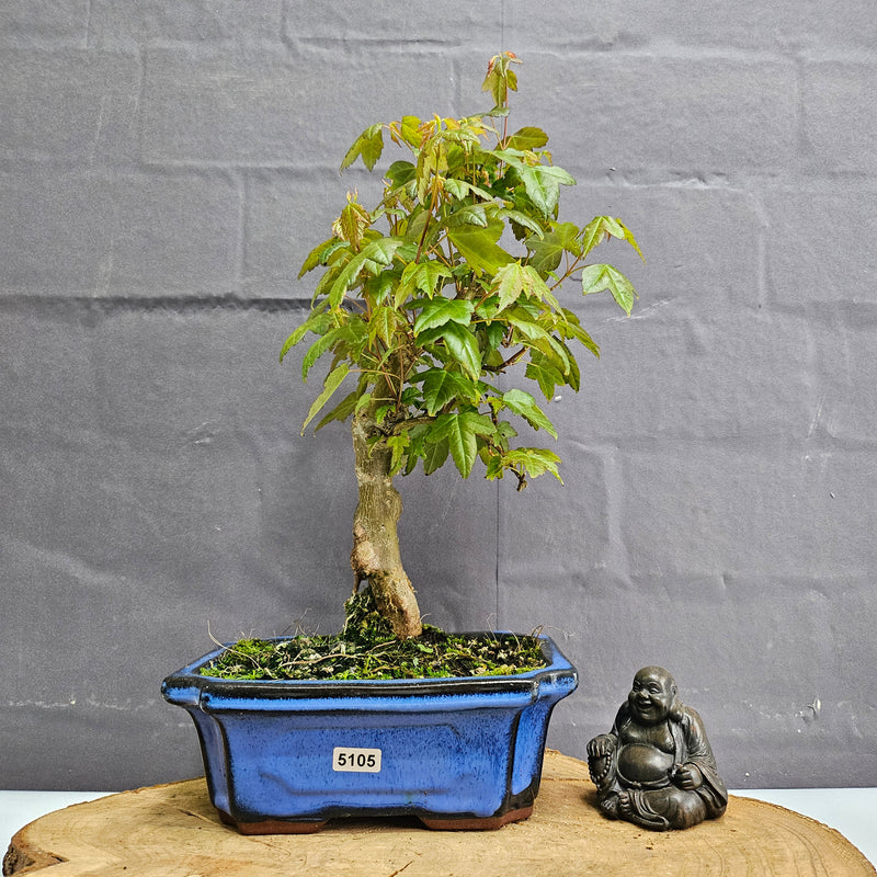 Trident Maple (Acer Buergerianum) Bonsai Tree | Informal Style | In 20cm Pot