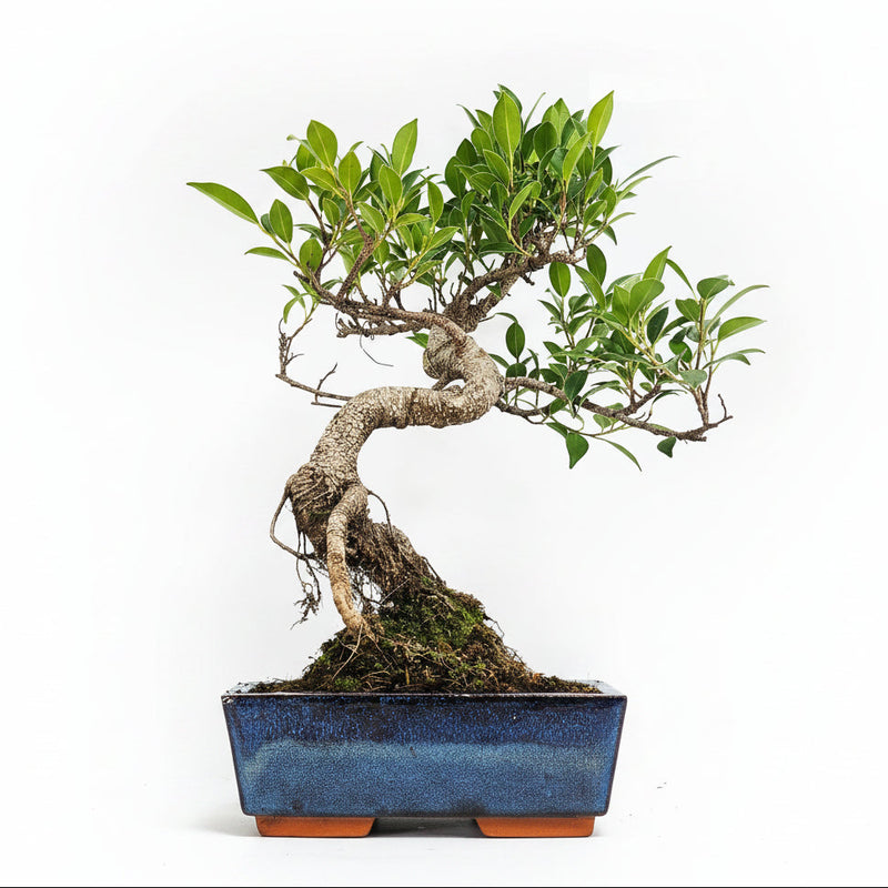 Ficus Microcarpa (Banyan Fig) Indoor Bonsai Tree | Shaped | In 20cm Pot