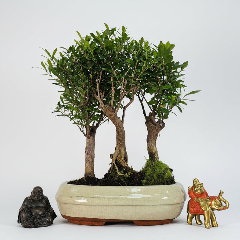 Brush Cherry (Syzygium) Bonsai Tree Forest | Group of 3 | In 25cm Pot