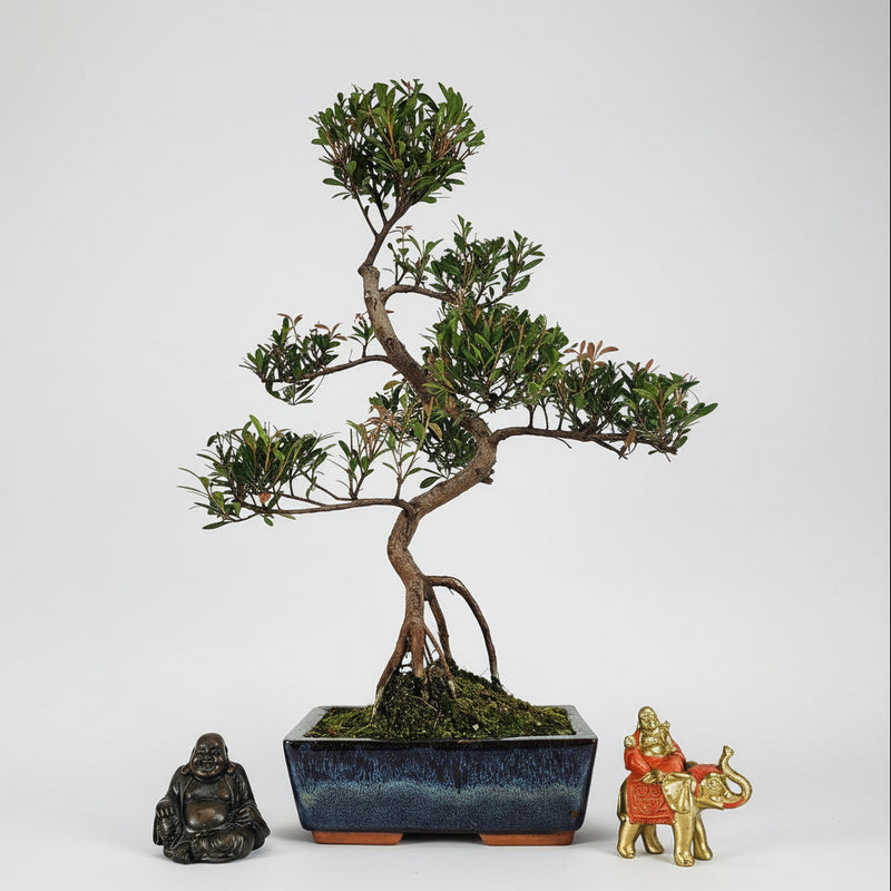 Brush Cherry (Syzygium) Bonsai Tree | Shaped | In 20cm Pot