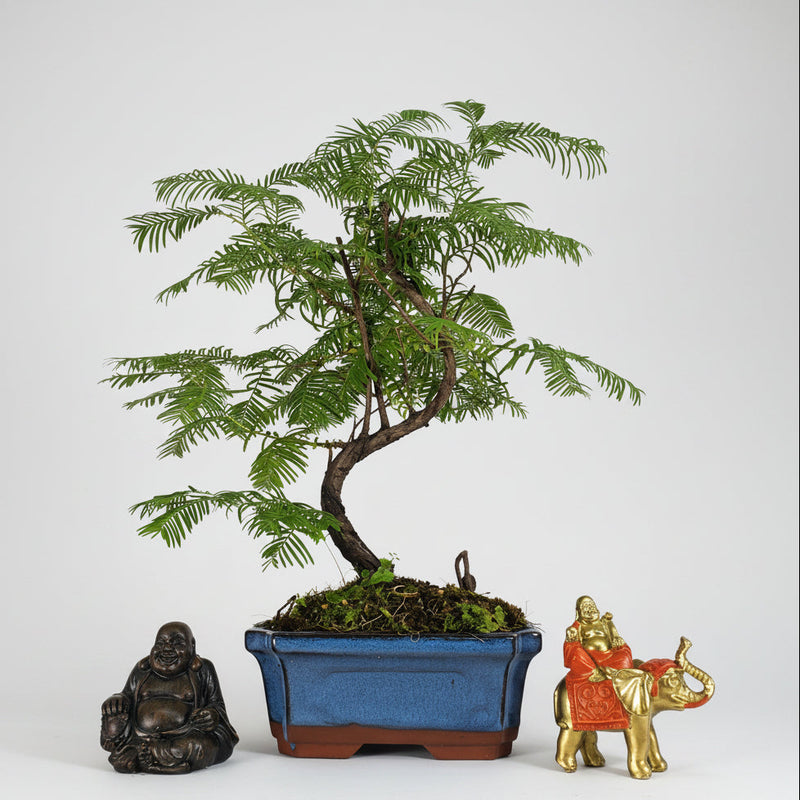 Dawn Redwood (Metasequoia) Bonsai Tree | Shaped | In 15cm Pot