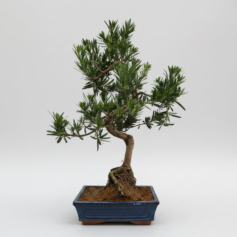 Buddhist Pine (Podocarpus Micro) Bonsai Tree | Shaped | In 25cm Pot