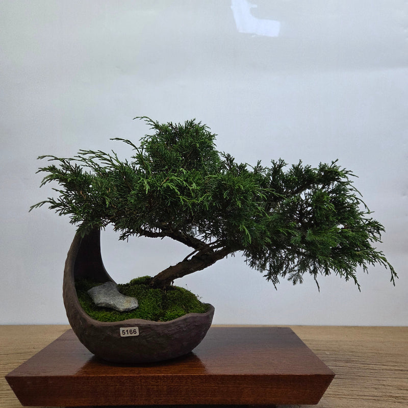 Chinese Juniper (Juniperus Chinensis) Bonsai Tree | Cascading | In 20cm Half Moon Pot