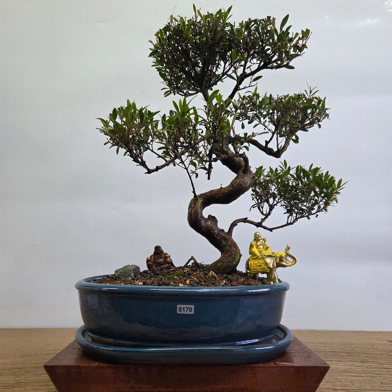 Brush Cherry (Syzygium) Premium Bonsai Tree Bundle | Shaped | In 32cm Pot