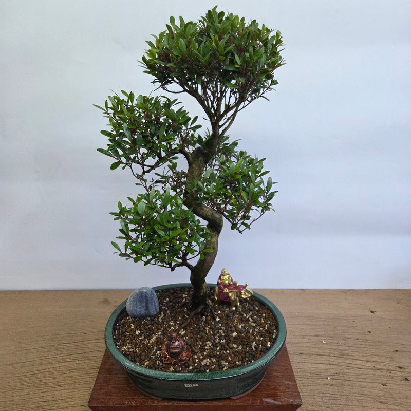 Brush Cherry (Syzygium) Premium Bonsai Tree Bundle | Shaped | In 31cm Pot