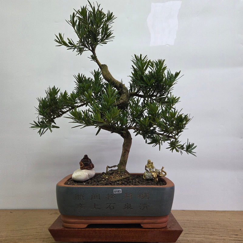 Buddhist Pine (Podocarpus Micro) Premium Bonsai Tree Bundle | Shaped | In 33cm Pot