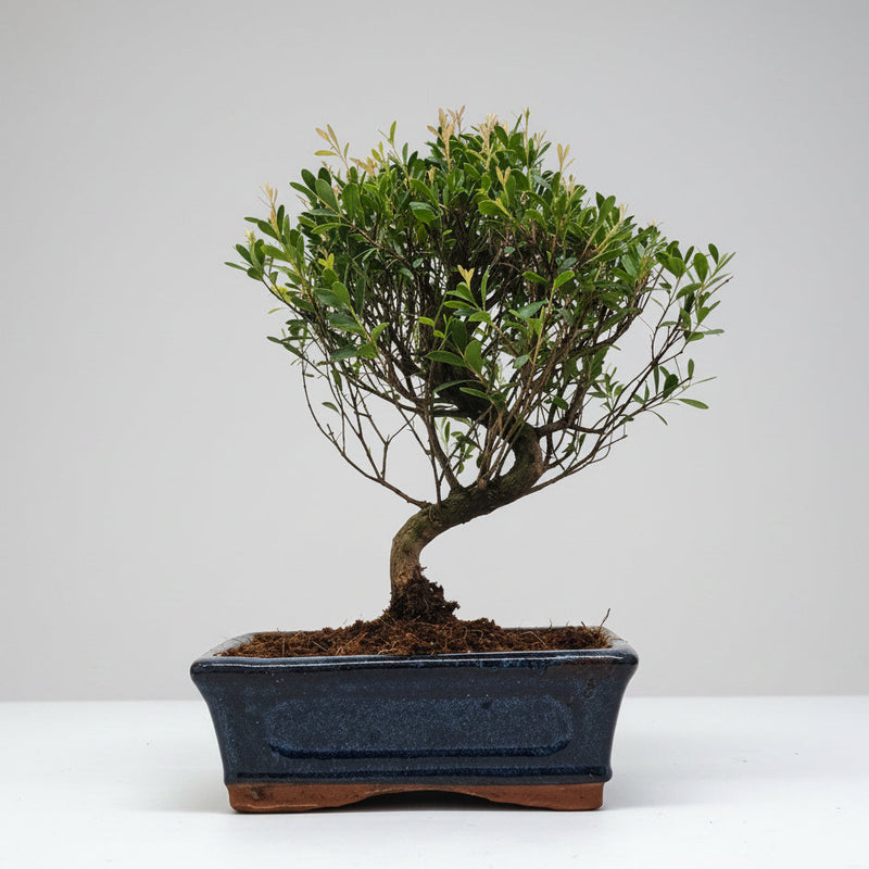 Brush Cherry (Syzygium) Bonsai Tree | Semi-Shaped | In 20cm Pot