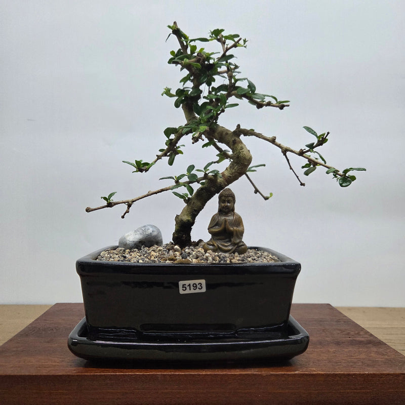 Fukien Tea Tree (Carmona Retusa) Premium Bonsai Tree Bundle | Shaped | In 18cm Pot