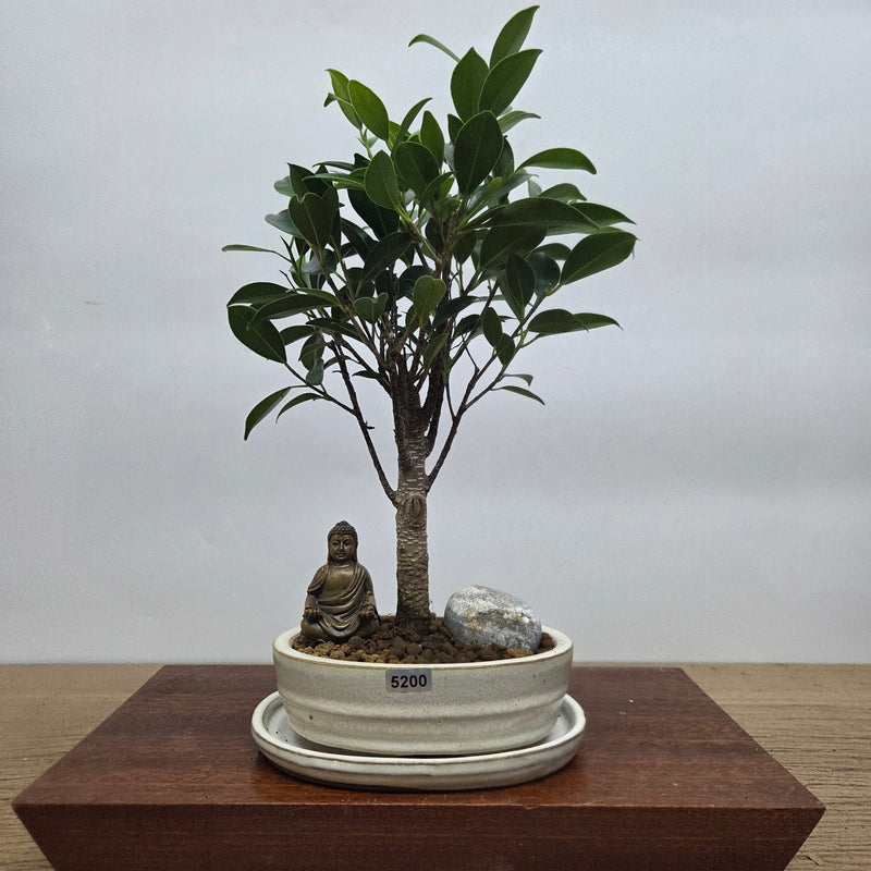 Ficus Microcarpa (Banyan Fig) Indoor Premium Bonsai Tree Bundle | Broom | In 16cm Pot