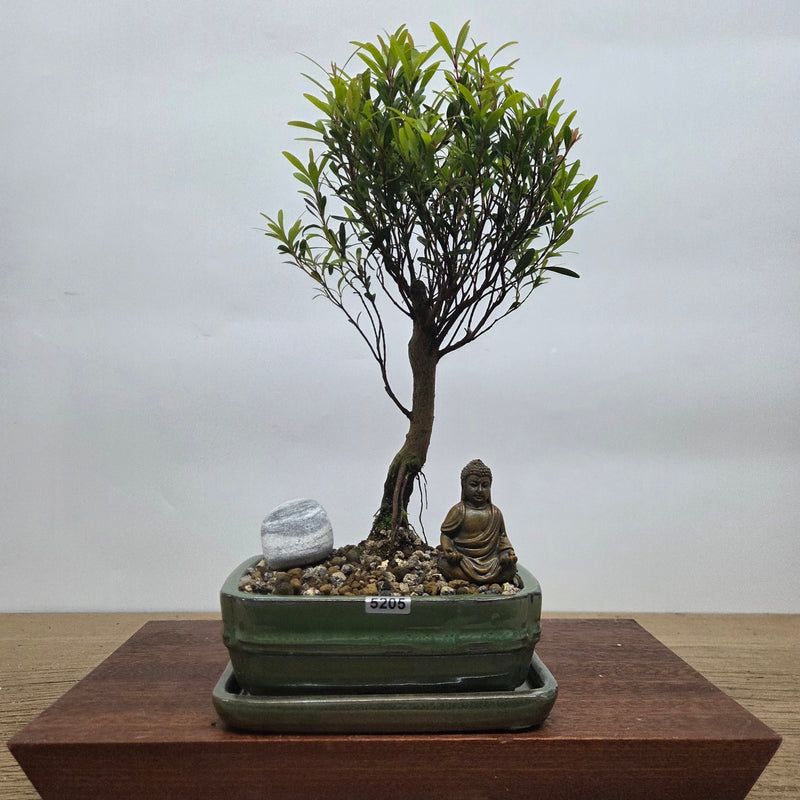 Brush Cherry (Syzygium) Premium Bonsai Tree Bundle | Broom | In 16cm Pot