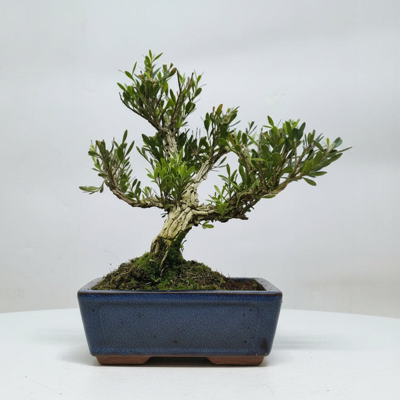 Boxwood (Buxus Harlandii) Bonsai Tree | Clump | In 15cm Pot