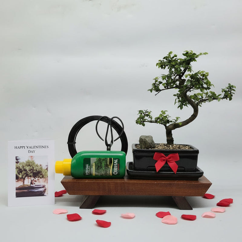 Valentine's Bonsai Starter Bundle | Chinese Elm (Ulmus Parvifolia) | Shaped