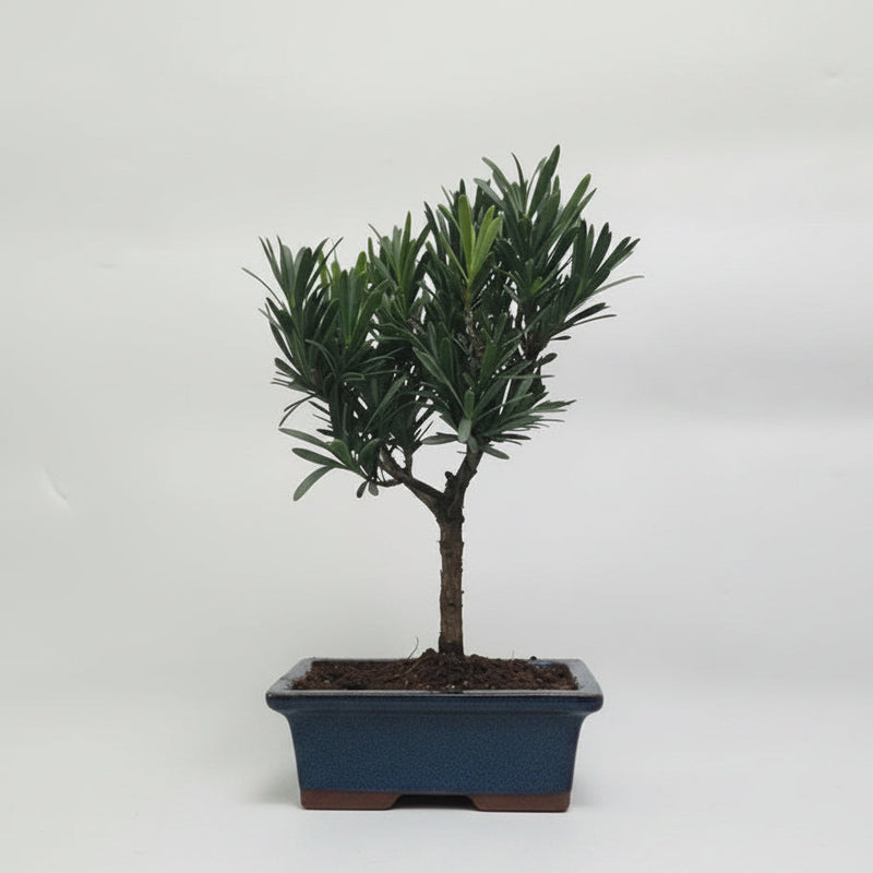 Buddhist Pine (Podocarpus Micro) Bonsai Tree | Broom | In 15cm Pot