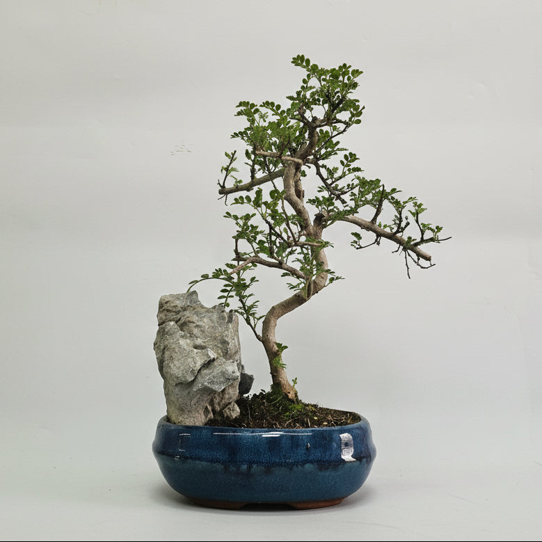 Chinese Pepper (Zanthoxylum Pipertum) Bonsai Tree | Shaped | In 20cm Pot