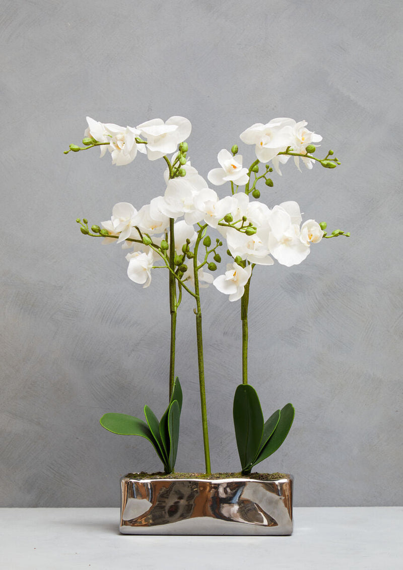 White Orchid Plant in Rectangular Pot | Fiori