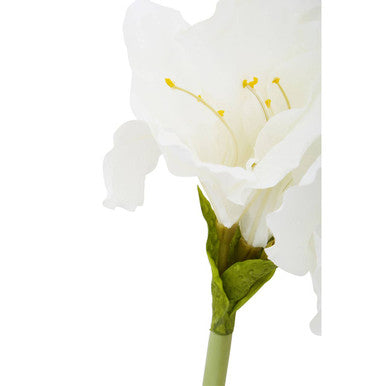 Fiori Ivory Amaryllis Flower Stem