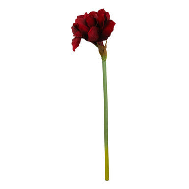 Fiori Burgundy Amaryllis Flower Stem