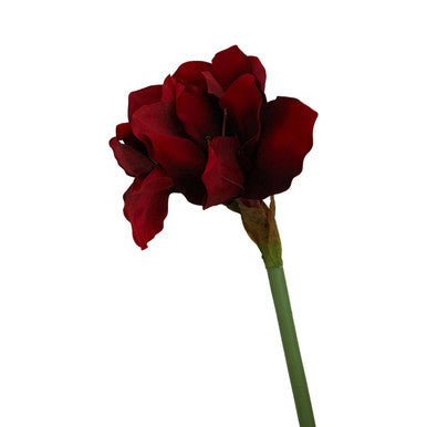 Fiori Burgundy Amaryllis Flower Stem
