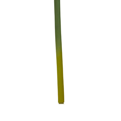 Fiori Burgundy Amaryllis Flower Stem