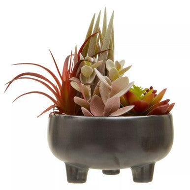 Mixed Succulents in Grey Ceramic Pot | Fiori