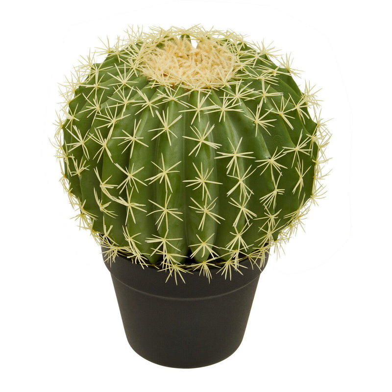 Round Cactus in Pot | Fiori