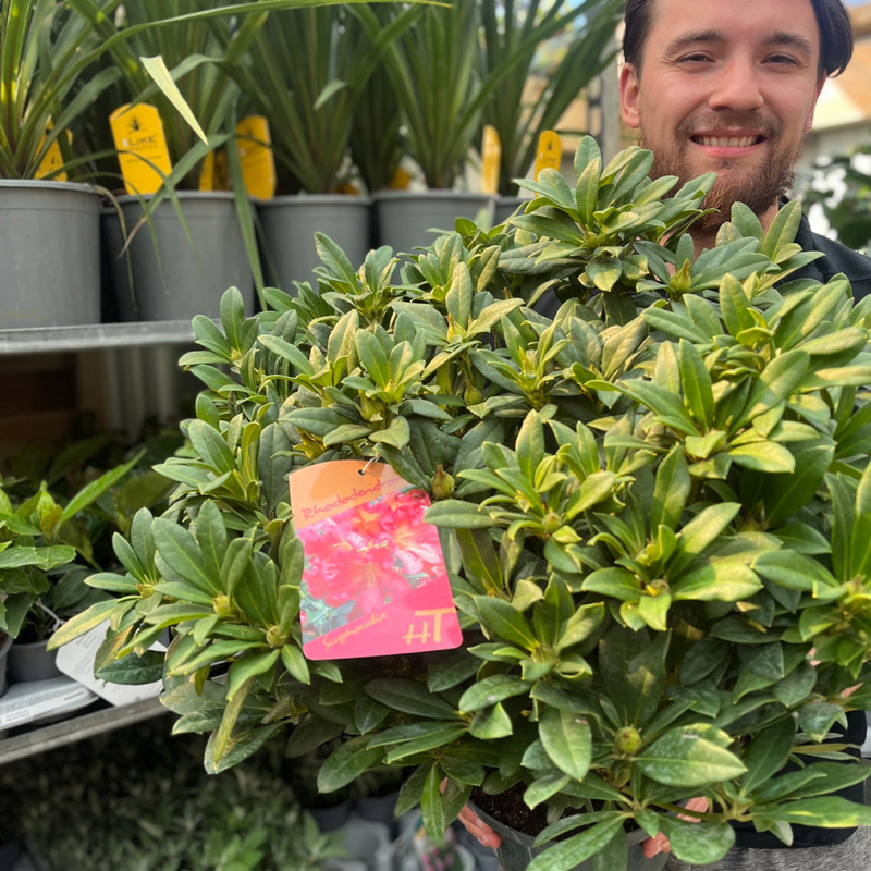 Rhododendron hybride 'Scyphocalix' 5L (60-70cm inc. pot)