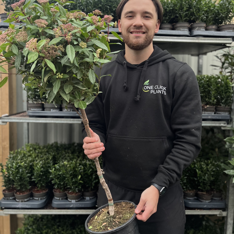 Viburnum tinus Patio Tree 100cm