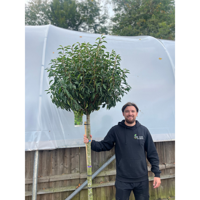 1/2 Standard Portuguese Laurel Tree 2m (stem 1.3m + head)
