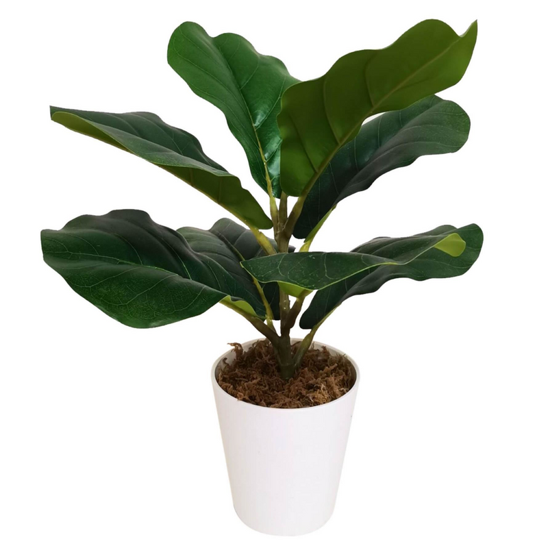Pack of 6 x 38cm Potted Fiddle Fig Plant