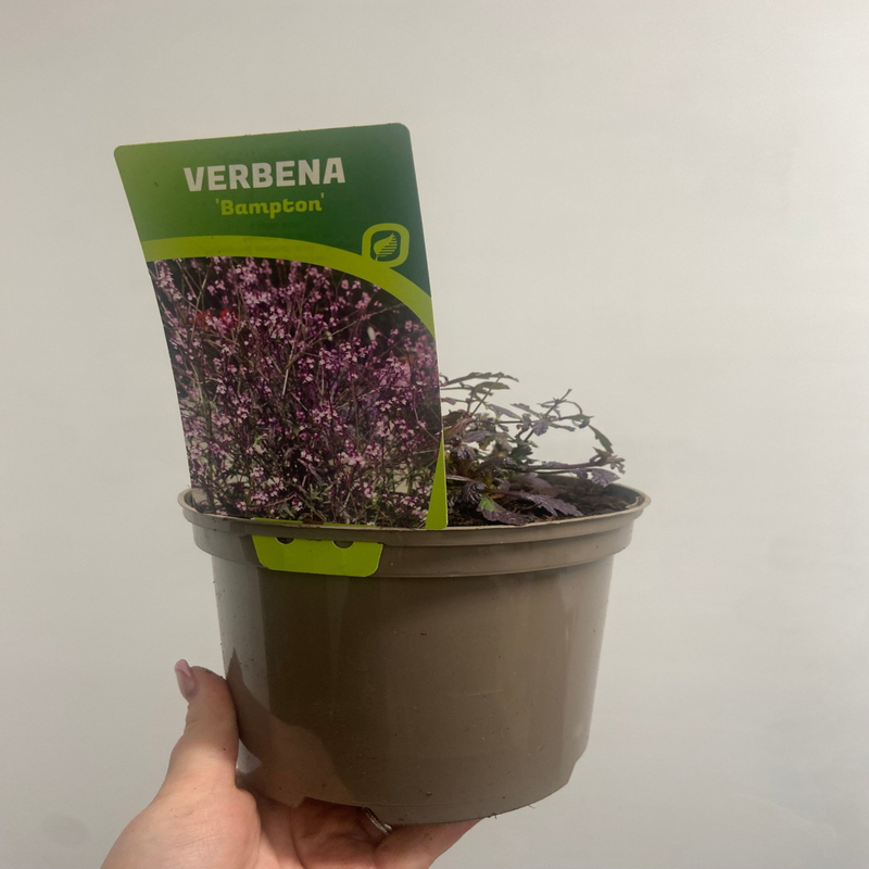 Verbena officinalis var. grandiflora 'Bampton' 2L