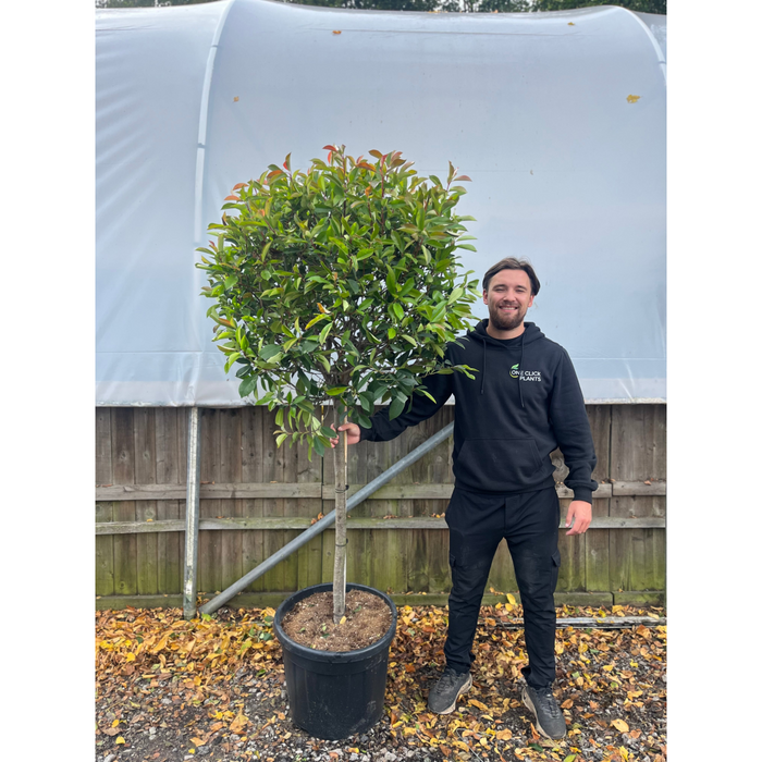 1/4 Standard Photinia Red Robin Tree 1.7m (100cm Stem, 70cm head)