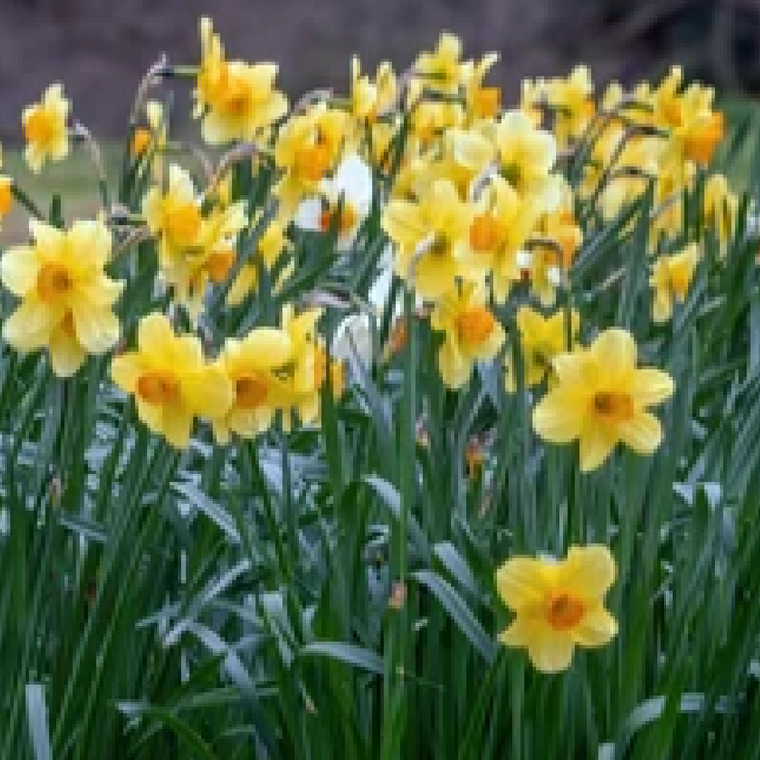 Daffodil 'Fortune' (8 Bulbs)