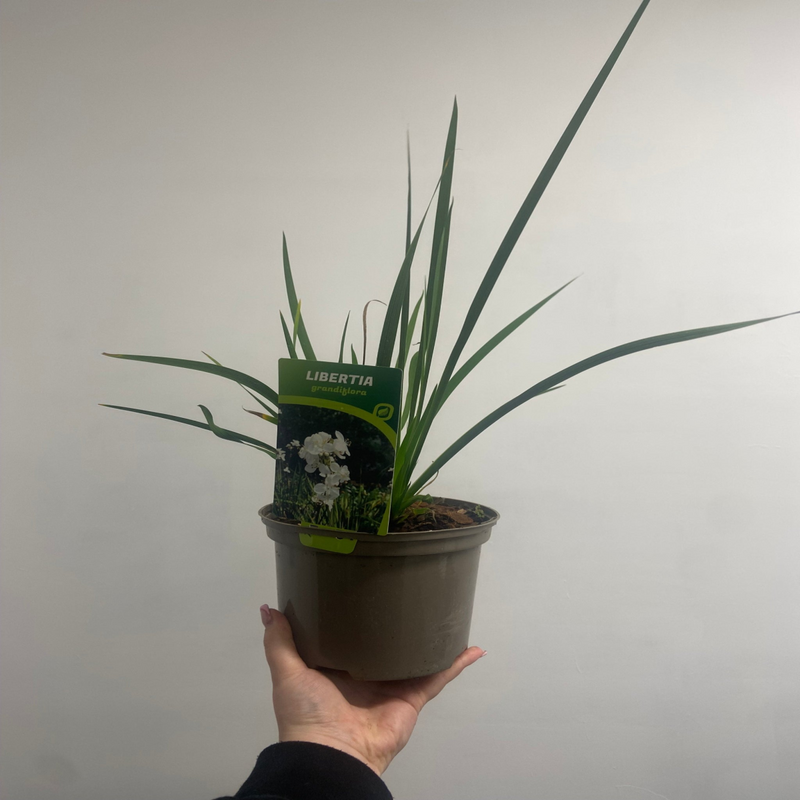 Libertia grandiflora 2L