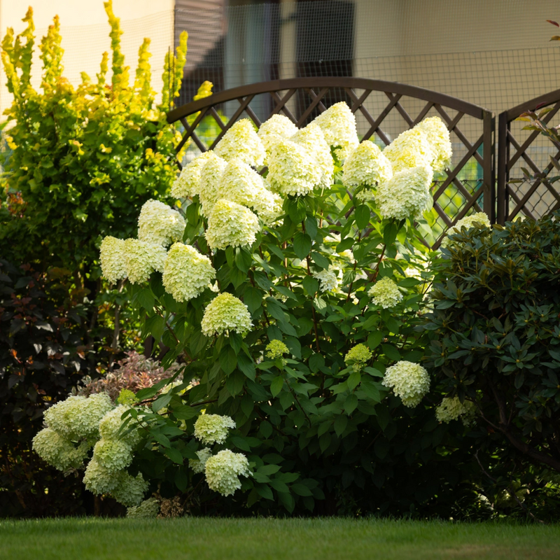 Hydrangea paniculata 'Little Fresco' 3L
