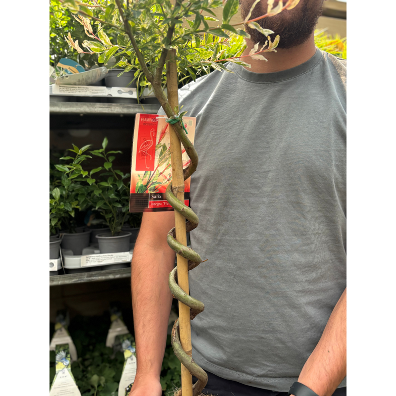 Salix intergra 'Hakuro - Nishiki' SPIRAL Flamingo Dwarf Willow Tree (80-90cm)