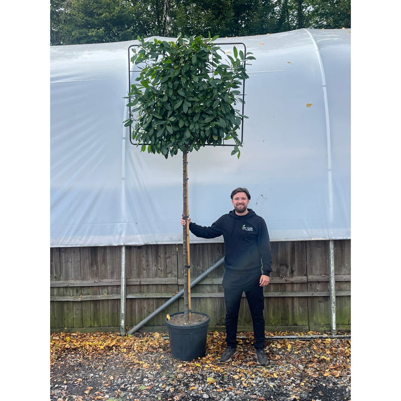 Cherry Laurel 'Novita' Pleached Tree - 1.5m Stem, 1.2m x 1m (Metal Frame)