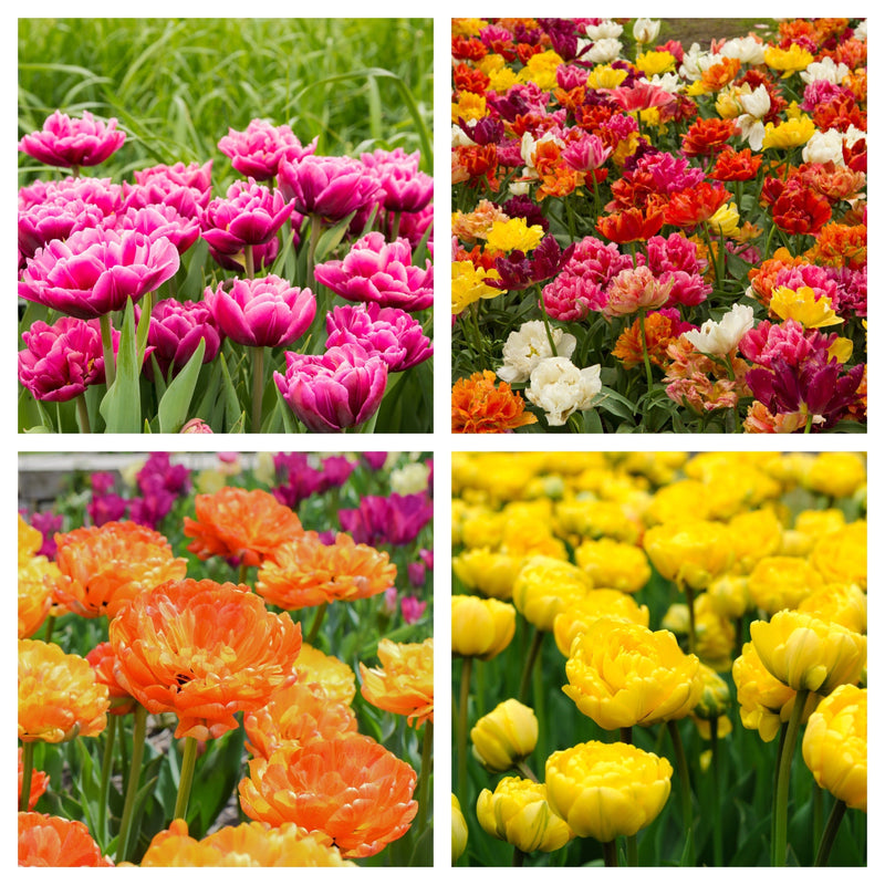 Tulip Double Late Mixed (7 Bulbs)