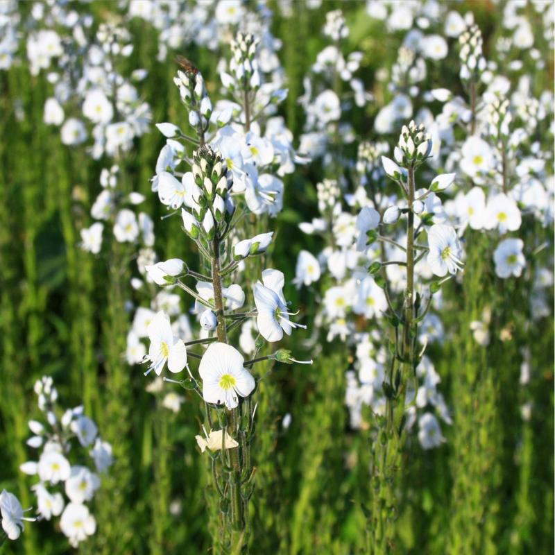 Veronica gentianoides 9cm Pot