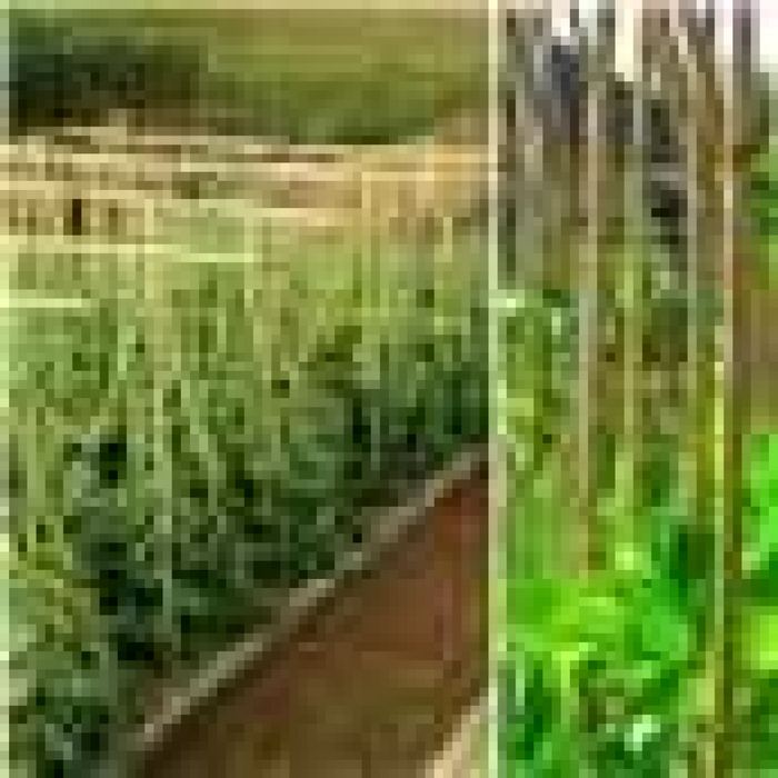 ONE PIECE Bamboo Canes sticks 90 CM