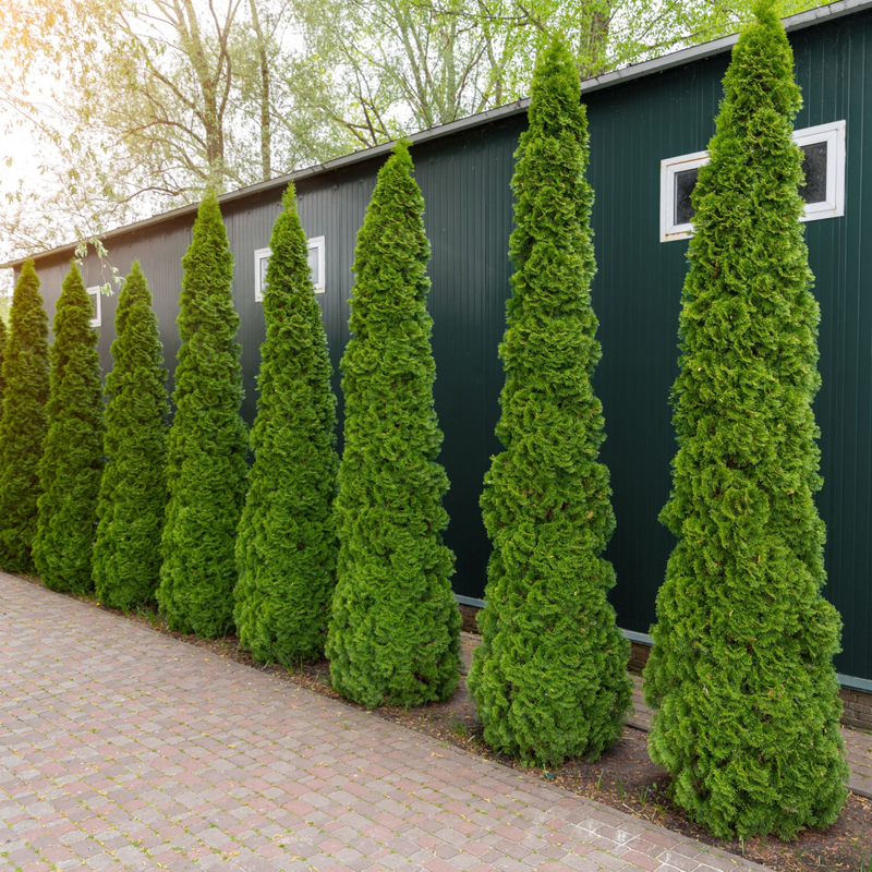 Thuja occidentalis 'Smaragd' 2L