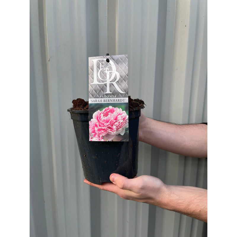 Peony 'Sarah Bernhardt' 1L
