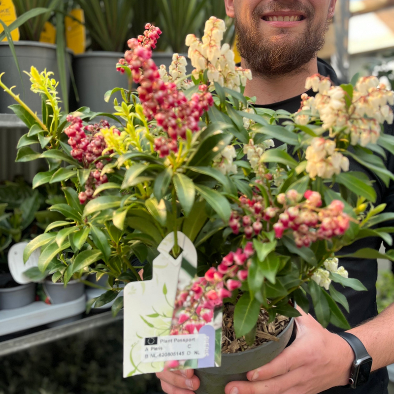 Pieris japonica 'Twins’ 2L (50-60cm)
