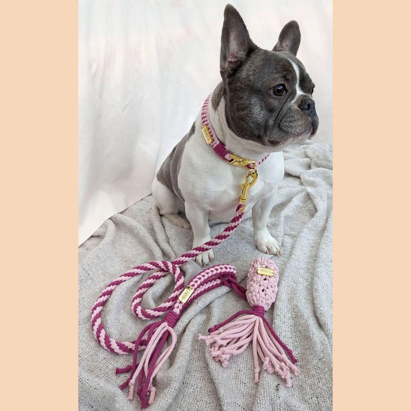 Make Your Own Dog Collar & Friendship Bracelet Craft Kit - PINK
