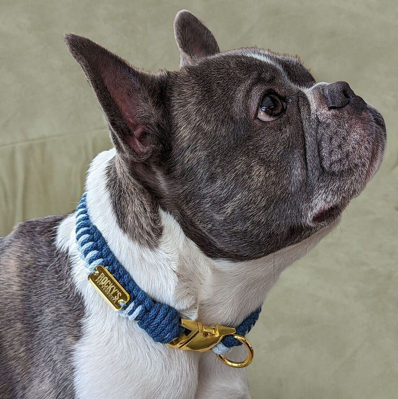 Make Your Own Dog Collar & Friendship Bracelet Craft Kit - BLUE