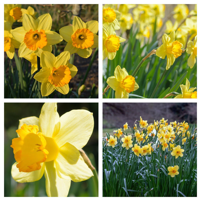 Daffodil 'Fortune' (8 Bulbs)