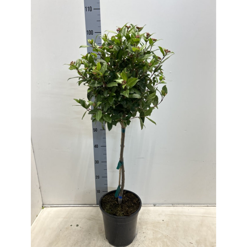 Viburnum tinus Patio Tree 100cm