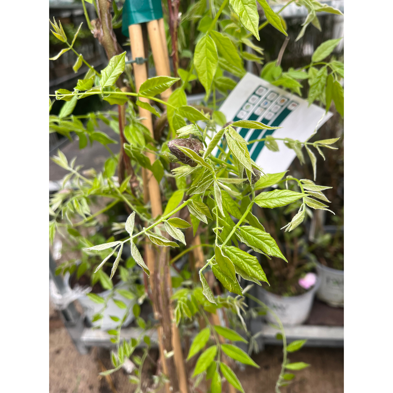 Wisteria sinensis 'Amethyst Falls' Pyramid 110cm 5L