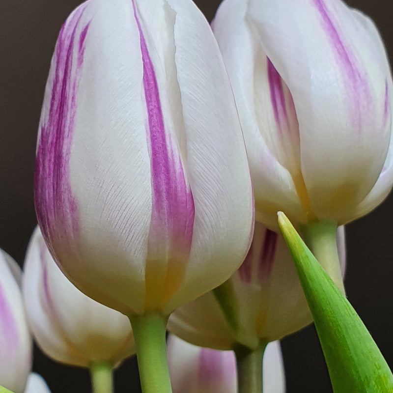 Tulip 'Flaming Flag' (6 Bulbs)
