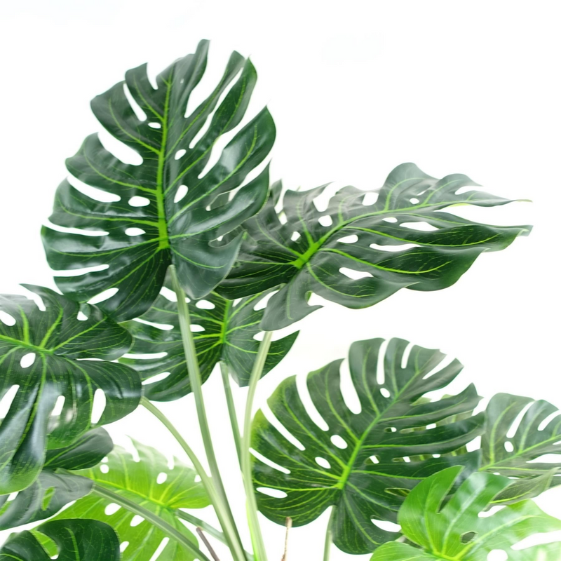 150cm (5ft) Luxury Monstera Plant Black Pot Gold Metal Planter